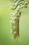 Curly buds of Japanese sago palm