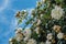 Curly climbing white garden rose`s buds