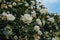 Curly climbing white garden roses