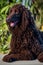 Curly Coated Retriever Animal. AI Generated.