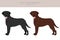 Curly coated retriever clipart. Different poses, coat colors set