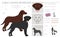 Curly coated retriever clipart. Different poses, coat colors set