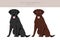 Curly coated retriever clipart. Different poses, coat colors set