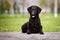 Curly coated retriever dog lying down