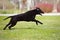 curly coated retriever dog running outdoors