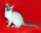 Curly Cornish Rex kitten with blue eyes sitting on red