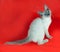 Curly Cornish Rex kitten with blue eyes sitting on red