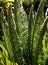 Curly cyca leaves backlight