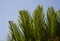 Curly cycas leaves of palm