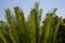 Curly cycas leaves of palm