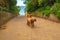 Curly dogs on road to Dumpton Gap Broadstairs Kent England