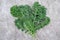 Curly edible leafs of kale cabbage on grey cement background. Raw kale provides large amount of vitamin K. Healthy food concept