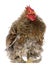 Curly feathered rooster Pekin, 1 years old,
