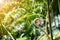 Curly fern foliage in the tropical forest, young rolled frond of fern leave, with sunlight and green leaf blur background