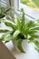 Curly fern with green leaves. Home plants, indoor garden, urban jungles. Home plant in the window.