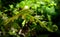 Curly Fern leaves in the forest