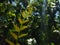 Curly Fern plant leaves in the forest