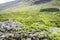 Curly fern in the scottish highlands