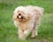 Curly Fleece Cream Labradoodle Fetching a Ball