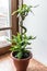 Curly flower in pot on the windowsill