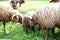 Curly Fur Sheep with Neck Bell Grazing in Green Swiss Farm