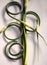 Curly garlic scapes on a white background