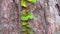 Curly green ivy on a pine tree trunk, slider shot