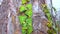Curly green ivy on a pine tree trunk, slider shot