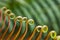 Curly green leaves of fern, macro, abstract background