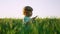 Curly haired baby boy standing in fresh green wheat field and gently touches blade of grass. Lovely toddler child