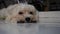 curly haired white bichon frise dog face