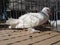 Curly Hungarian pigeon. White bird of the pigeon family in a cage on display. Furry paws, tail and curly feathers on the