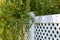 Curly japanese willow salix erythroflexuosa next to a white plastic fence. Matsuda willow twisting trunk with leaves