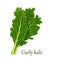 Curly kale, dark green leafy vegetable