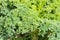 Curly kale leaf growing in organic garden