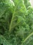 Curly kale leaves