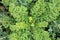 Curly Kale on the patch in the vegetable garden.