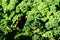 Curly kale plant