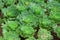 Curly Kale Plant agriculture framing field