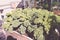 Curly kale plants in a rooftop garden