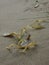 Curly kelp strand and bubbles on beach sand