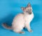 Curly kitten Cornish Rex is sitting on blue