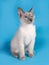 Curly kitten Cornish Rex is sitting on blue