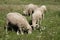 Curly lambs graze on a green meadow in the summer