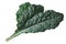 Curly leaf cabbage kale Tuscan