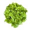 Curly Leaf lettuce Isolated