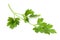 Curly-Leaf Parsley sprig