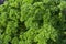 Curly Leafed Parsley Bunch