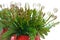 Curly leaves of fern in red ceramic vase