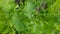 Curly leaves of green salad closeup on kitchen garden